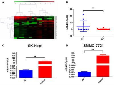 Predicting Value of ALCAM as a Target Gene of microRNA-483-5p in Patients with Early Recurrence in Hepatocellular Carcinoma